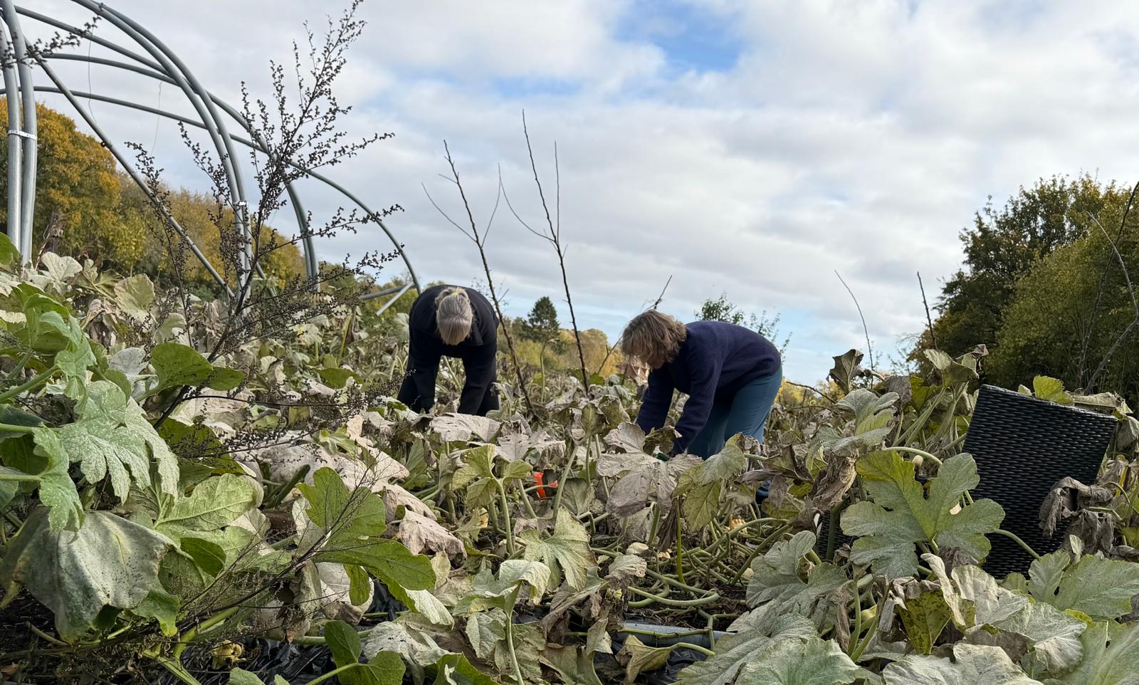 Harvesting pumpkins among the vines in the field